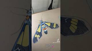 Drawing a WASP MOTH💙 Prismacolor Colored Pencils  drawing art prismacolor moth draw [upl. by Eduardo520]