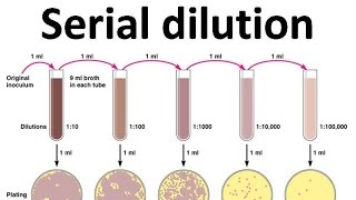 Serial dilution [upl. by Ubana]