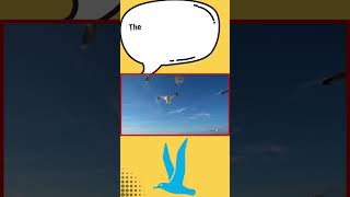 Can you guess which bird can sleep while flying [upl. by Asare447]