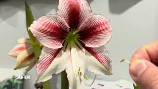 Amaryllis Flower Self Pollination [upl. by Adnoved]