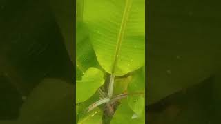 Banana plant saplings  banana plant nature beautifulflowersintheworldgarden [upl. by Burke]