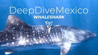 Walhaie in Mexiko  Whaleshark in Playa Del Carmen  DeepDiveMexico [upl. by Ylhsa]