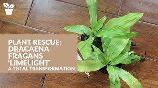 Plant Rescue Dracaena fragrans Limelight  A Total Transformation [upl. by Ratna]