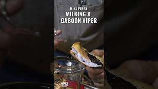 Mike Perry Milking A Gaboon Viper [upl. by Nwahsad]