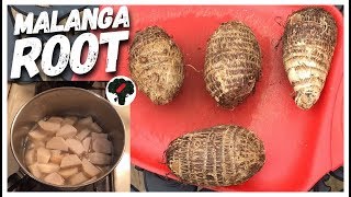 How To Cook Malanga Root [upl. by Ynnhoj]