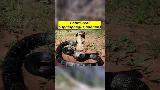 Cobrareal Ophiophagus hannah [upl. by Yrocaj]