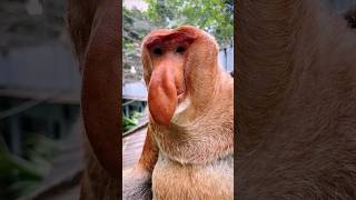 Long nose reason ☹️ shorts facts proboscismonkey [upl. by Anert]