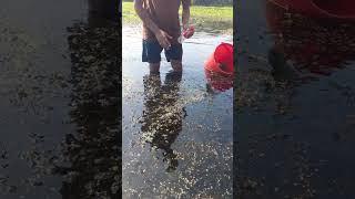 Viral hook fishing 2024 Top fishing video shortsvideo shorts fish [upl. by Nanice651]