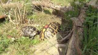 Landschildkröten  erster Tag dieses Jahr im Freigehege  2012 [upl. by Bonine]