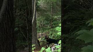 Hounds are TREED MAINE bear hunting [upl. by Eirrot]