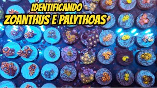 Conhecendo e Identificando alguns CORAIS Zoanthus e Palythoas [upl. by Aleuname404]