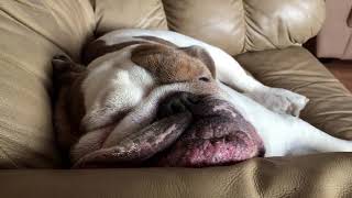 Snoring English Bulldog Refuses to Wake Up [upl. by Burnham]