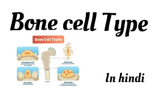 Bone cells  osteoclasts  osteoblasts  osteocytes  bone marrow cells  bone lining cells [upl. by Akimat]