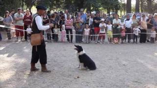 4 Border Collie Dogs VS a Flock Of Ducks [upl. by Crofoot777]