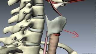 Muscles of the Larynx  Part 1  3D Anatomy Tutorial [upl. by Abie585]