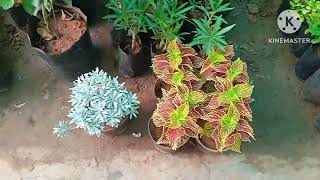 Tamilnadu nursery garden in Avadi [upl. by Jermyn]