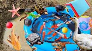 Fishing for Ornamental Fish in Ponds Koi Fish Sea Fish Big Catfish Eels Iguanas Turtles Ducks [upl. by Enelrak]