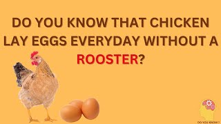 CHICKEN LAY EGGS WITHOUT A ROOSTER  INTERESTING KNOWLEDGE  REPRODUCTION  HOW CHICKEN REPRODUCE [upl. by Genni]