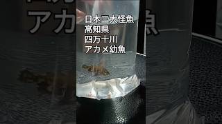 アカメ飼育スタート 淡水 20249 日本三大怪魚 幻の魚 四万十川 rock music guitar [upl. by Elisabetta]