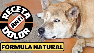 🛑Mejor Antiinflamatorio para Perros Casero ⏭ 1 Receta para el DOLOR en PERROS que Debes CONOCER✅ [upl. by Oliric]