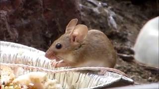 House mouse Mus musculus domesticus Οικιακός ποντικός  Cyprus [upl. by Nived]