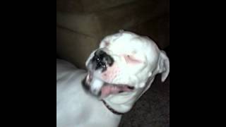 My boxer dog having a seizure [upl. by Eph]