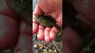 Caught a Banded Sunfish [upl. by Samson]