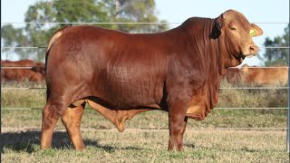 Lot 112 GLENLANDS D FROGS HOLLOW P D5 [upl. by Danaher]