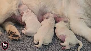 Queen amp Enzo Puppies  2 Days Old [upl. by Orban]