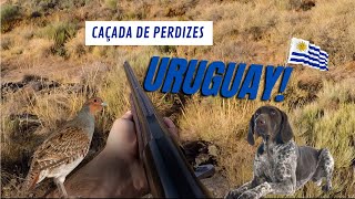 CAÇA DE PERDIZ NO URUGUAY  CAÇANDO PERDIZES NO URUGUAY [upl. by Carnes805]