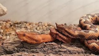 Venomous snake vs Rat  LIVE FEEDING [upl. by Ahsinehs]