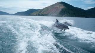 Bottlenose Dolphins [upl. by Eissirc]