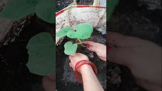 Lauki ke paudhe ko transfer kaise kare  lauki ka paudha shorts gardening lauki [upl. by Neddy313]