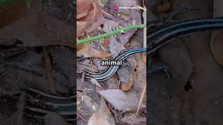 Connecticuts Unofficial Reptile The Five Lined skink connecticut reptiles skink biology facts [upl. by Karr]