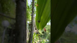 Wild observe telamonia festiva jumpingspiders salticidae ハエトリグモ nature hunters hunting [upl. by Eilatan38]