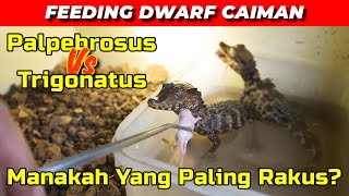 FEEDING DWARF CAIMAN [upl. by Peednas485]