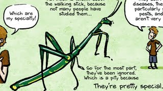 Mystery Tubes in the Stick Bugs Gut [upl. by Liba372]