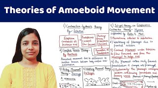 Amoeboid Movement  Theories of Amoeboid Movement  AllAboutBiology [upl. by Anidualc379]