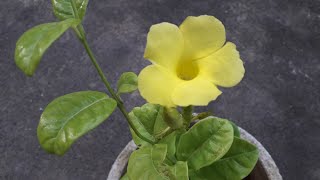 Yellow MandevillaWild Allamanda vine plant care in malayalam [upl. by Krilov]