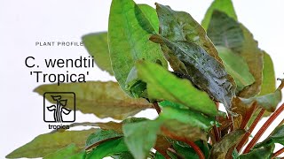 Cryptocoryne wendtii Tropica [upl. by Ignacius]