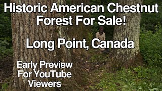 Historic American Chestnut Forest For Sale  Long Point Ontario Canada [upl. by Normalie]