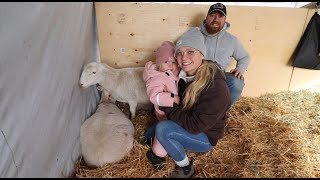 Sheep Day Our First Time Raising Sheep [upl. by Ysnil]