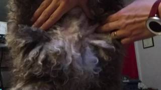 Cording A Spanish Water Dog 5 Early Cord Splitting [upl. by Assilat]