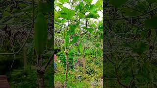 Coccinia grandis the ivy gourd also known as scarlet gourd is a tropical vine [upl. by Okiruy]