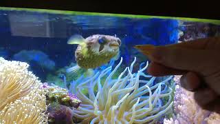 Diodon holocanthus feeding Longspine porcupinefish [upl. by Elak]