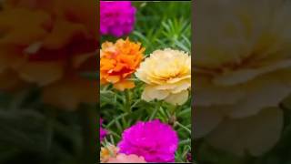 How to grow portulaca from cutting shortsfeed viralshort [upl. by Serafina48]