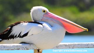 Noosa Marina FishingMangrove Jacks Flathead Bream and Whiting [upl. by Solohcin]