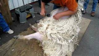 Shearing a Wensleydale ewe at Black Sheep Gathering [upl. by Ayifas966]