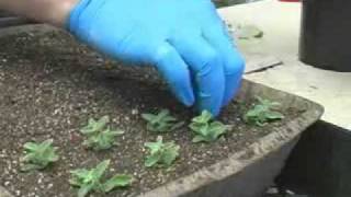 Propagating Plants from Cuttings [upl. by Clyve]