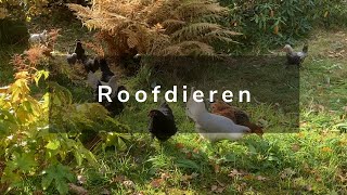 Wonen in Noorwegen  Winterbanden en Roofvogels [upl. by Ahsaetal]